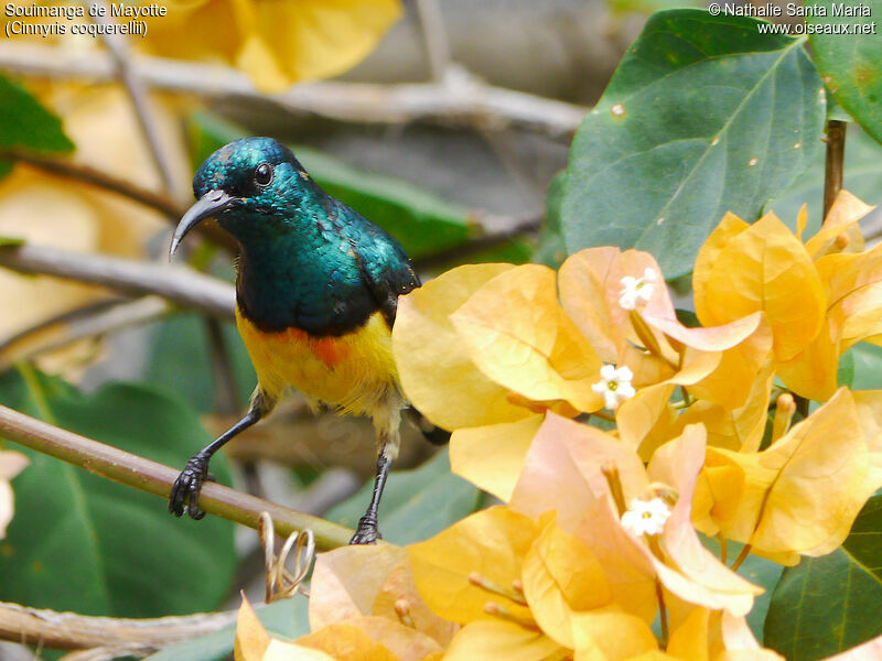 Mayotte Sunbird male adult breeding, identification, Behaviour