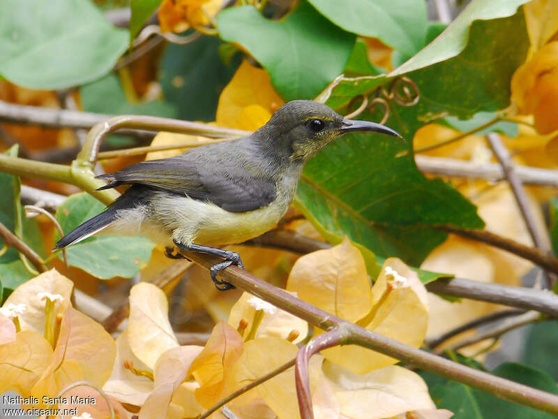 Souimanga de Mayotte femelle adulte nuptial, identification