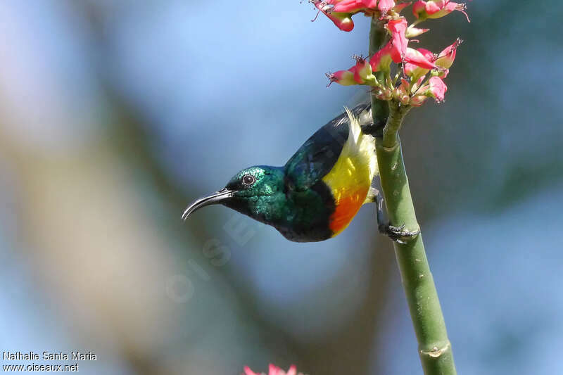 Souimanga de Mayotte mâle adulte nuptial, identification