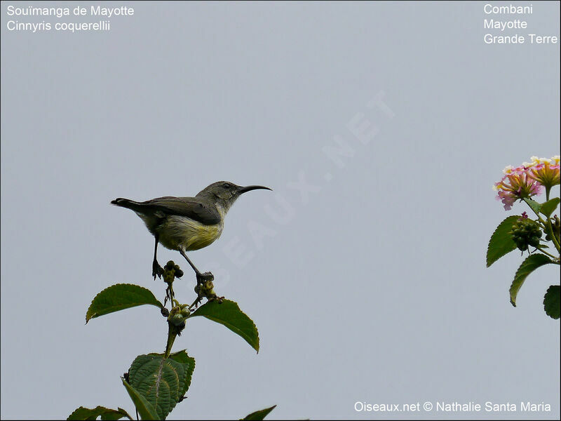 Souimanga de Mayotte femelle adulte, identification, Comportement