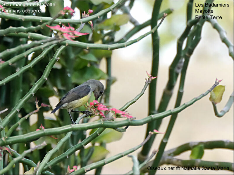 Souimanga de Mayotte mâle immature, identification, mange, Comportement