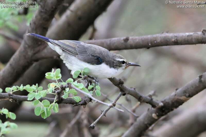 Eastern Violet-backed Sunbird female adult, identification, habitat