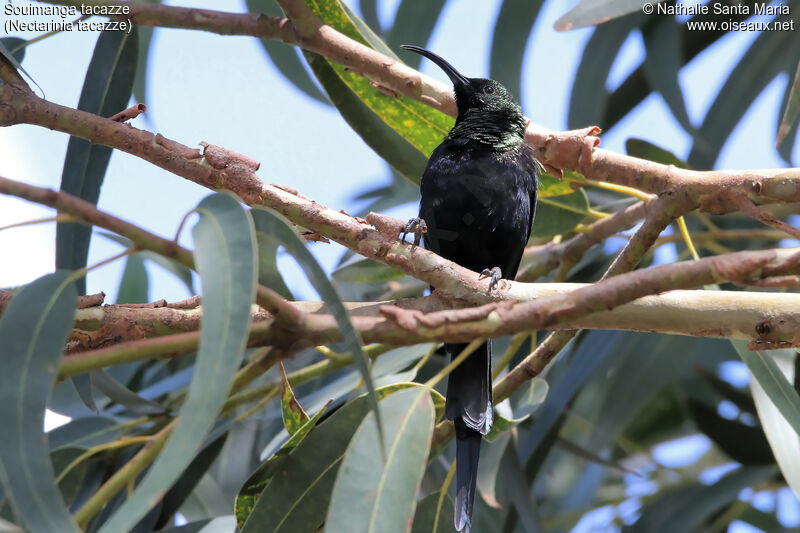 Souimanga tacazze mâle adulte nuptial, identification, habitat