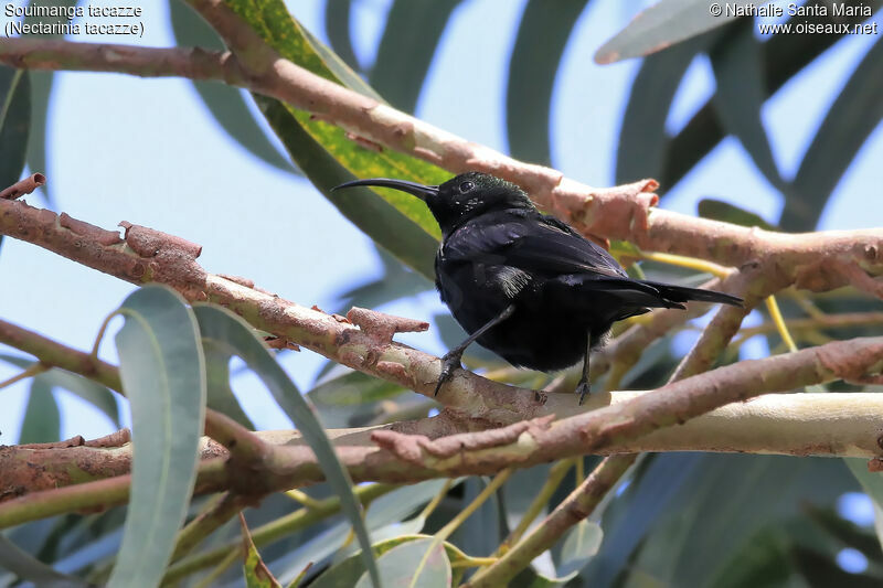 Souimanga tacazze mâle adulte nuptial, identification, habitat