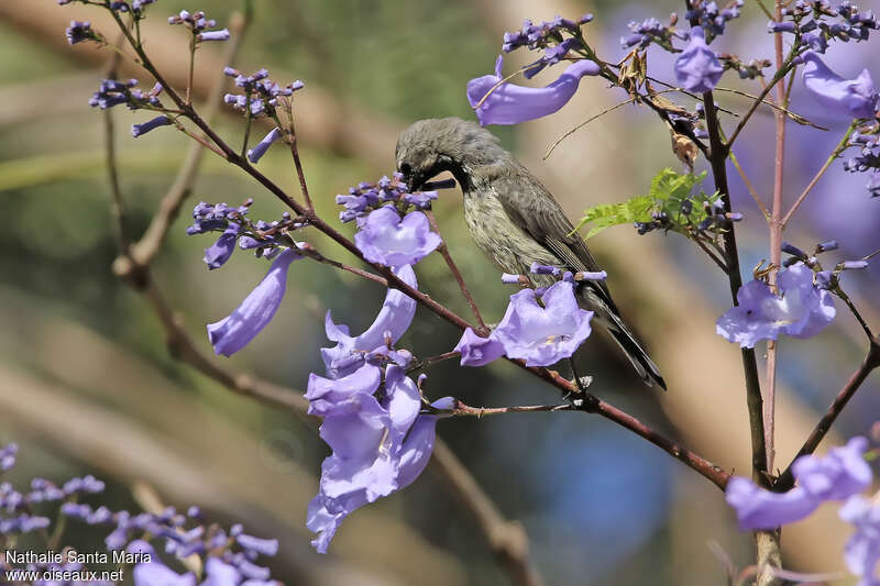 Souimanga tacazze mâle juvénile, habitat, régime, mange