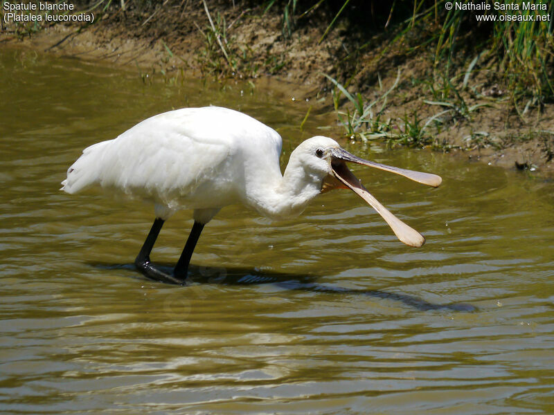 Eurasian Spoonbilladult, identification, walking, fishing/hunting, Behaviour