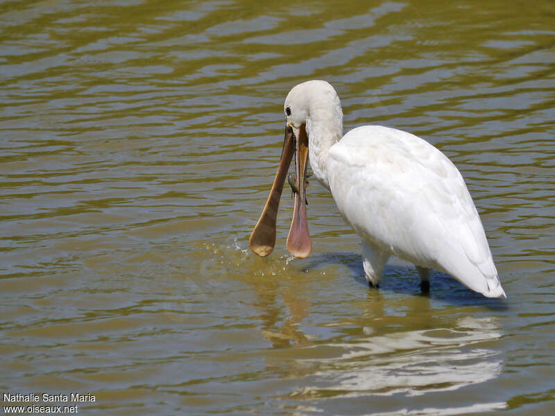 Spatule blancheadulte, marche, régime, pêche/chasse