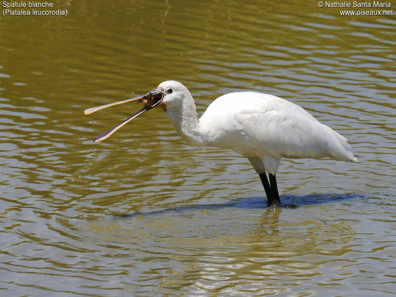 Eurasian Spoonbilladult, identification, habitat, feeding habits, eats