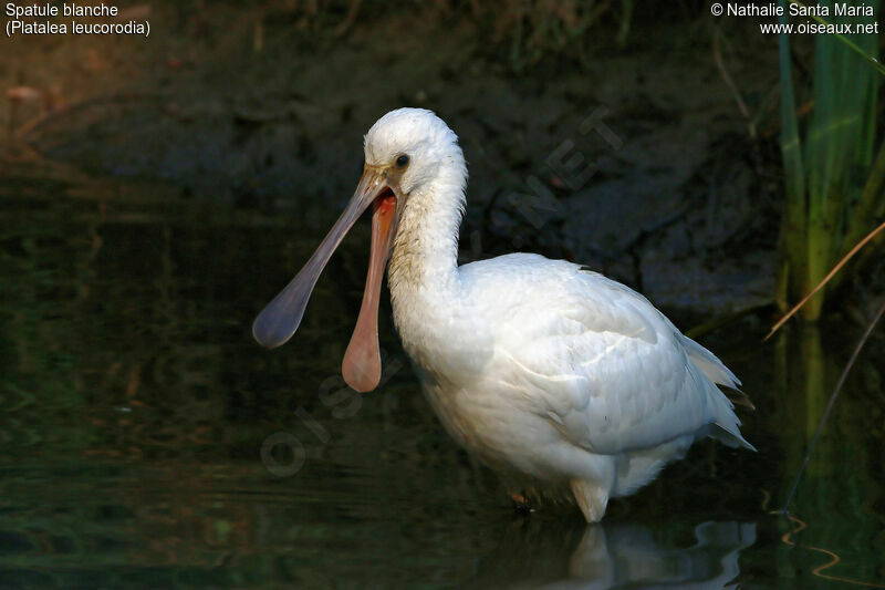 Eurasian Spoonbilljuvenile, identification, habitat, Behaviour