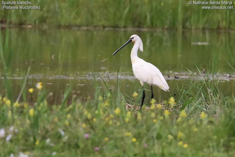 Eurasian Spoonbilladult breeding, identification