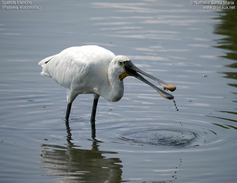 Eurasian Spoonbilladult, identification, walking, fishing/hunting