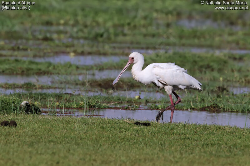 Spatule d'Afriqueimmature, identification, habitat, marche