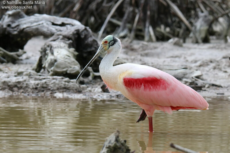 Roseate Spoonbilladult breeding, identification