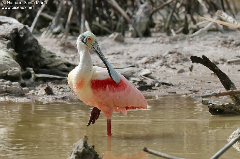 Roseate Spoonbilladult breeding, identification