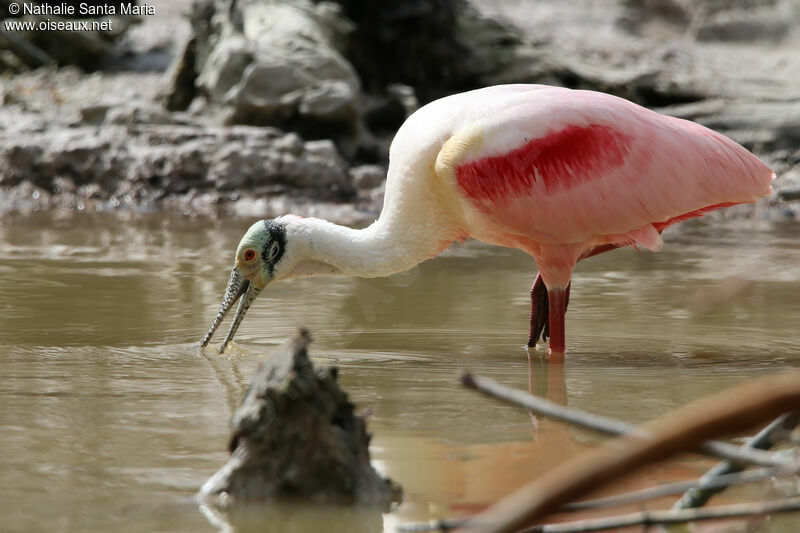 Roseate Spoonbilladult breeding, identification, fishing/hunting