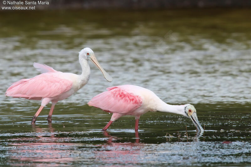 Roseate Spoonbilladult post breeding, identification, walking, fishing/hunting