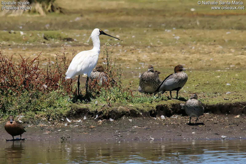 Royal Spoonbilladult breeding, identification