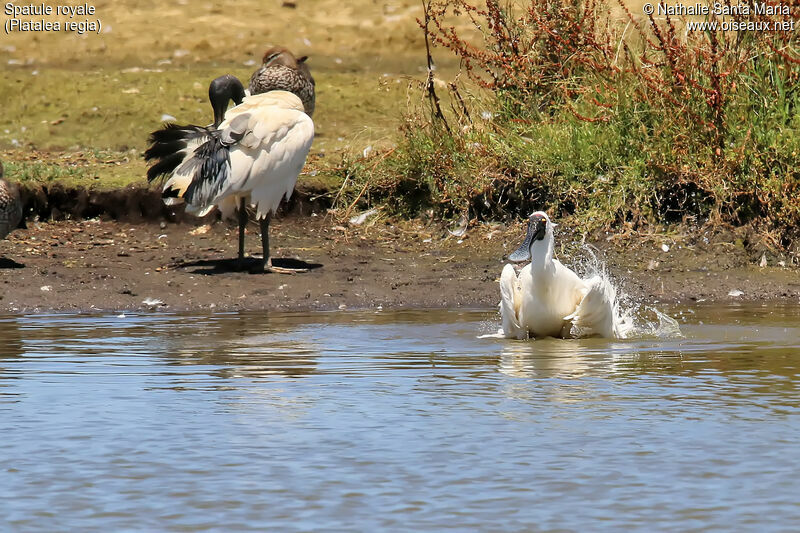 Royal Spoonbilladult breeding, habitat, care