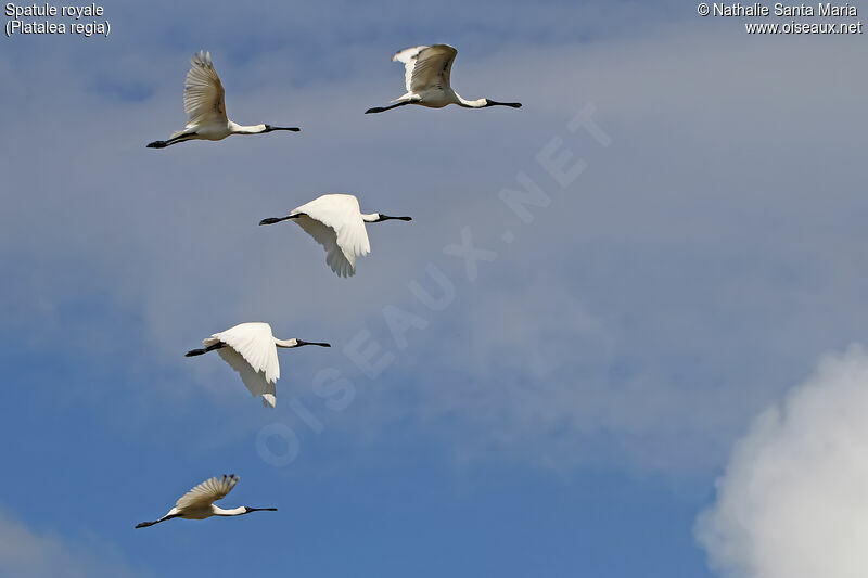 Royal Spoonbill, Flight