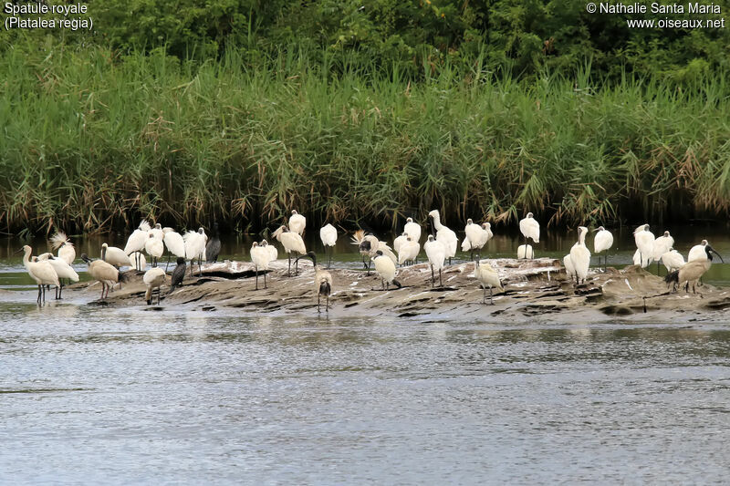 Spatule royale, habitat