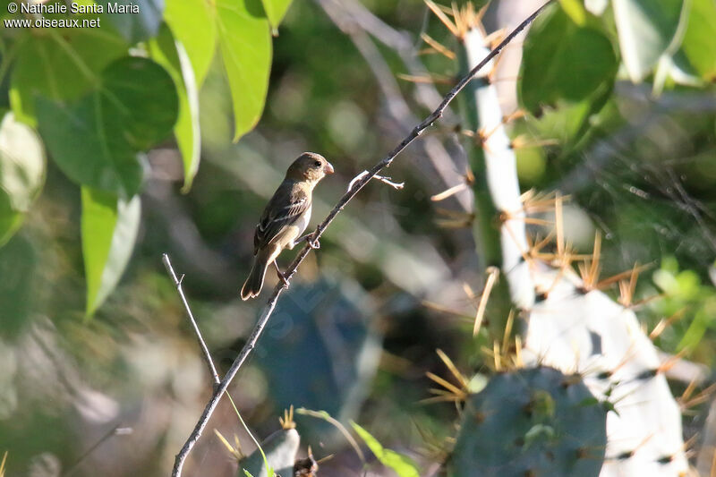 Sporophile de Morelet femelle adulte, identification