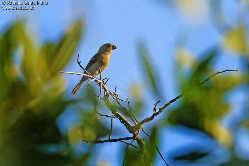 Sporophile de Morelet femelle adulte, identification