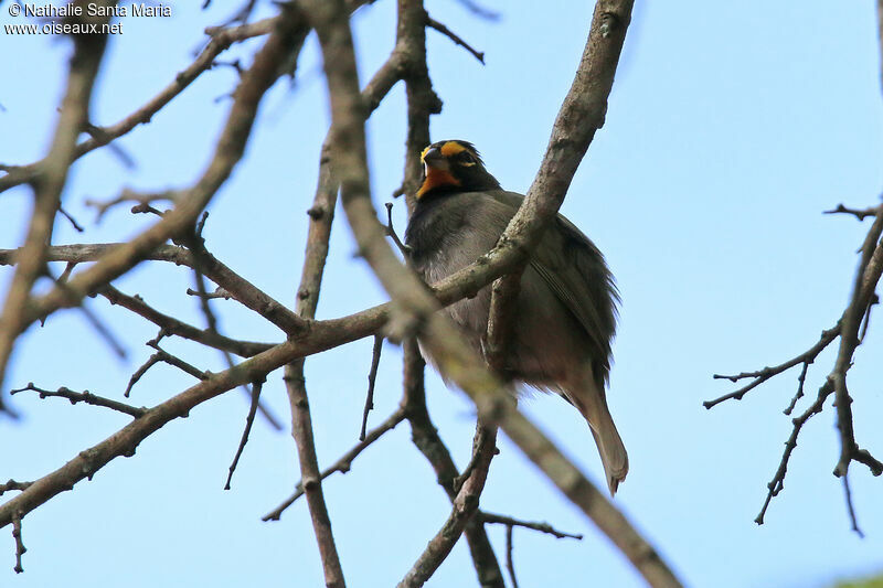 Sporophile grand-chanteur mâle adulte, identification