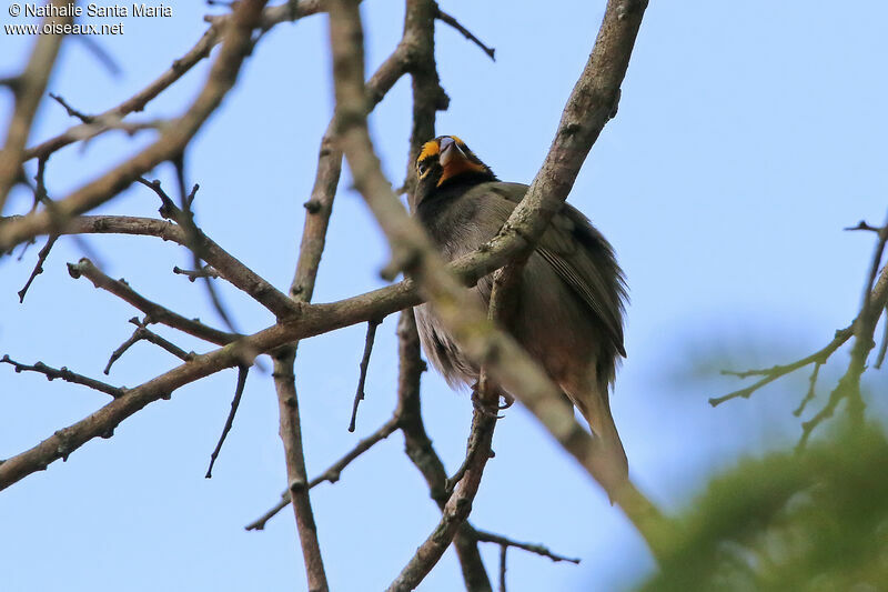 Sporophile grand-chanteur mâle adulte, identification