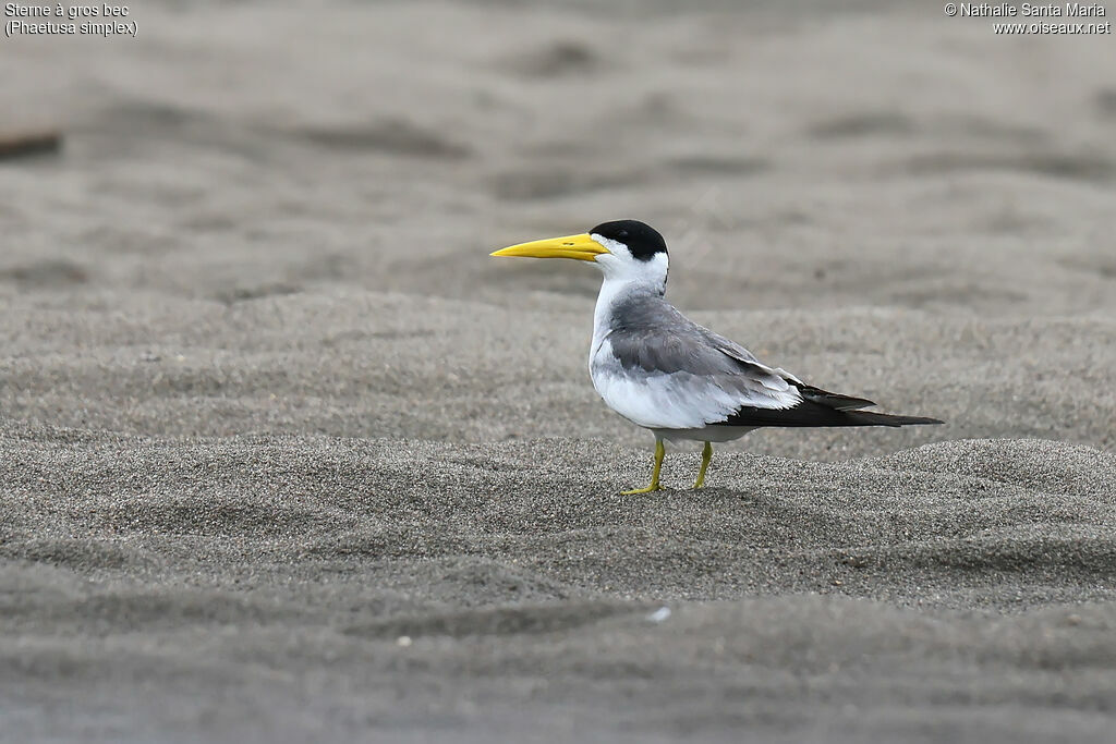 Sterne à gros becadulte nuptial, identification