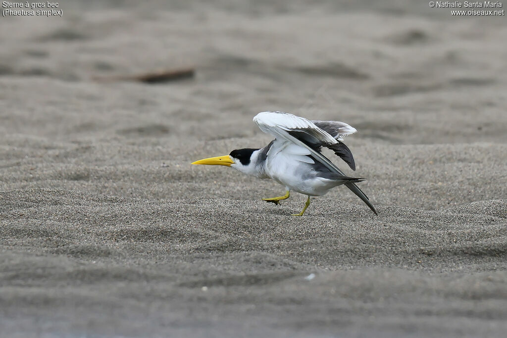 Sterne à gros becadulte nuptial, identification, marche
