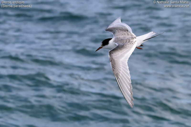 Arctic Ternadult, identification, habitat, Flight