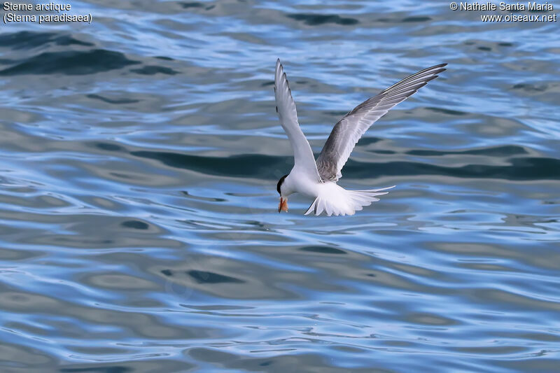 Sterne arctiqueadulte, identification, habitat, Vol, pêche/chasse