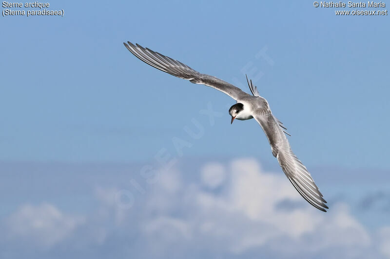 Arctic Ternadult, Flight