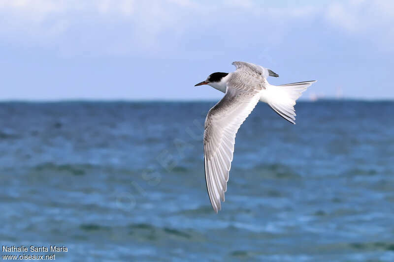 Arctic Ternjuvenile, Flight