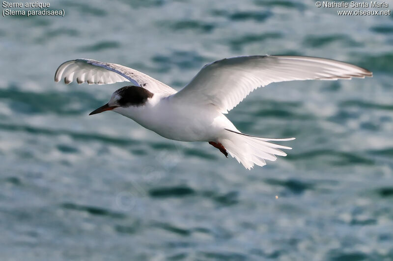 Arctic Ternadult, Flight