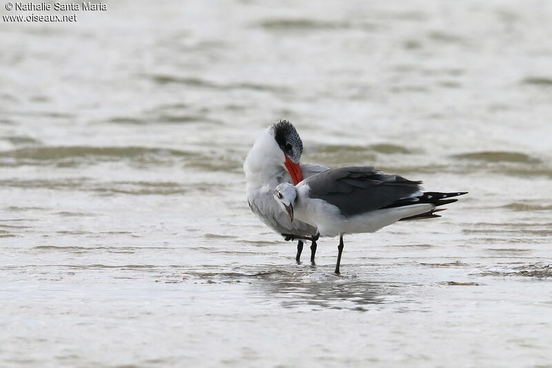 Caspian Ternadult post breeding, identification