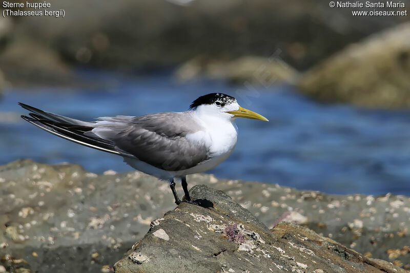 Greater Crested Ternadult transition, identification