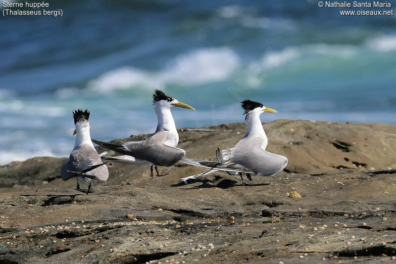 Greater Crested Ternadult breeding, identification