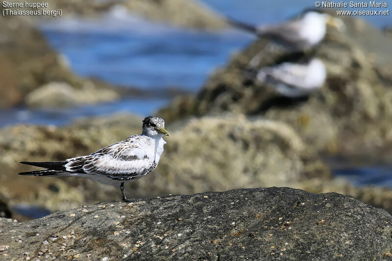 Sterne huppéejuvénile, identification