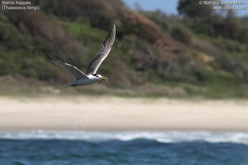 Greater Crested Ternadult transition, Flight, feeding habits