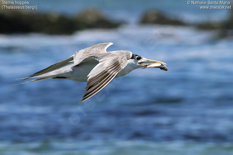 Greater Crested Ternadult, Flight, feeding habits