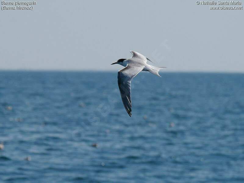 Common Ternadult, Flight