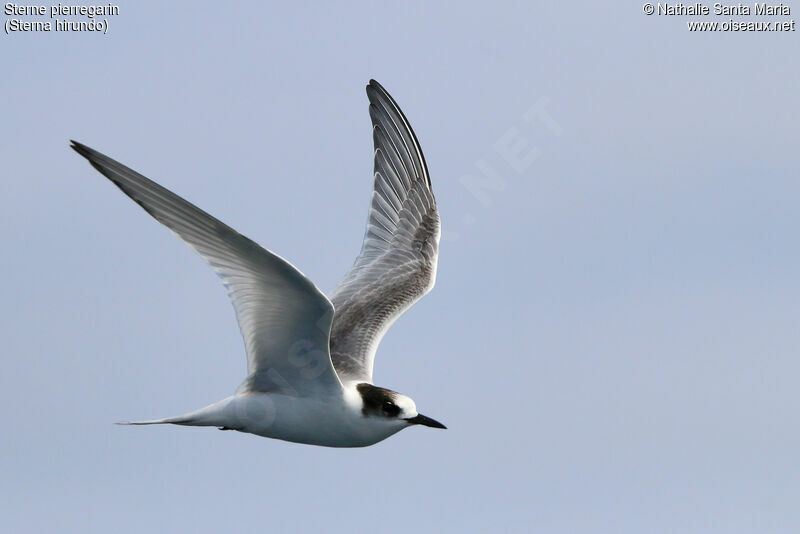 Common Ternadult, Flight