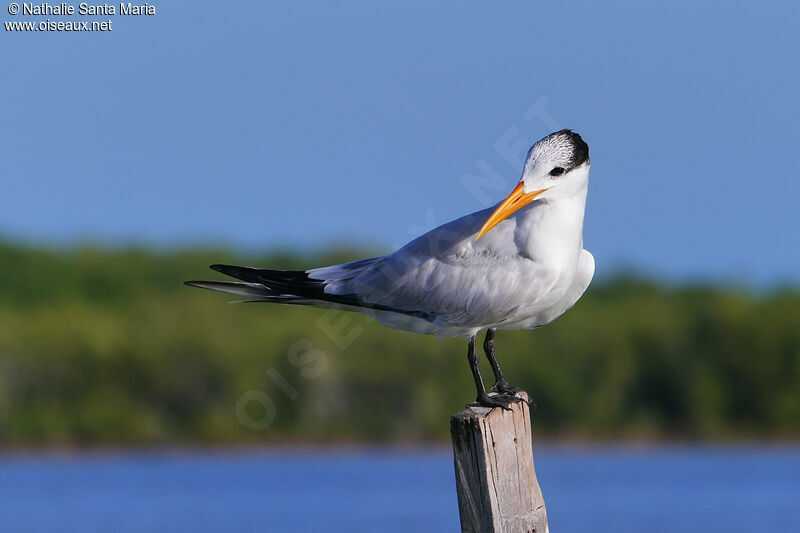 Royal Ternadult post breeding, identification