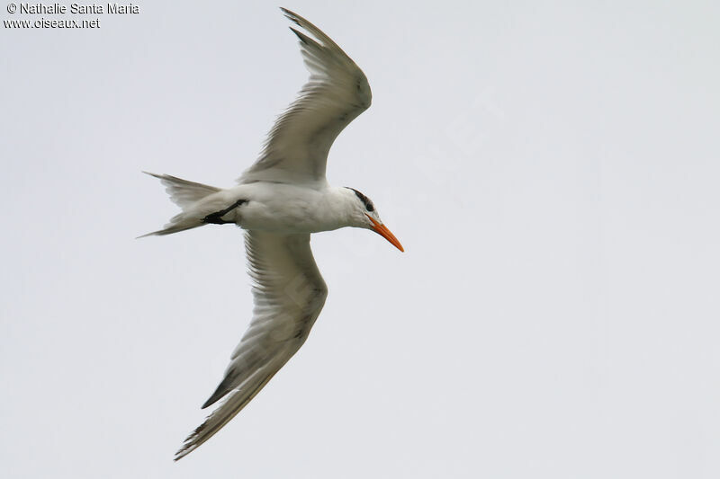 Royal Ternadult post breeding, Flight