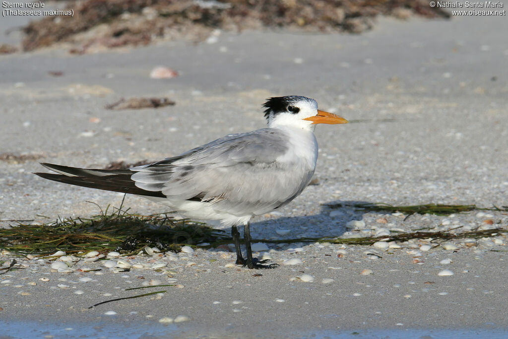 Royal Ternadult, identification