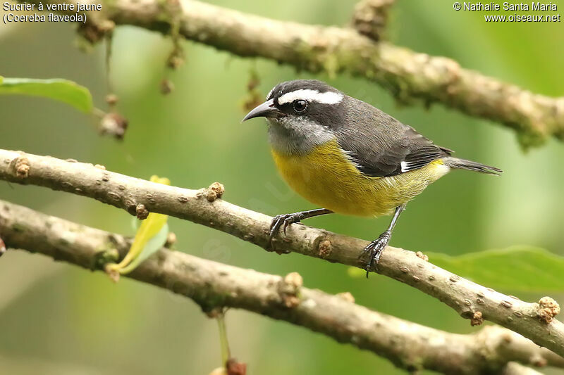 Sucrier à ventre jauneadulte, identification