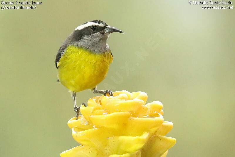 Sucrier à ventre jauneadulte, identification