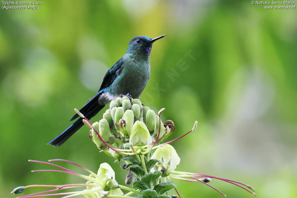 Sylphe à queue d'azur mâle immature, identification