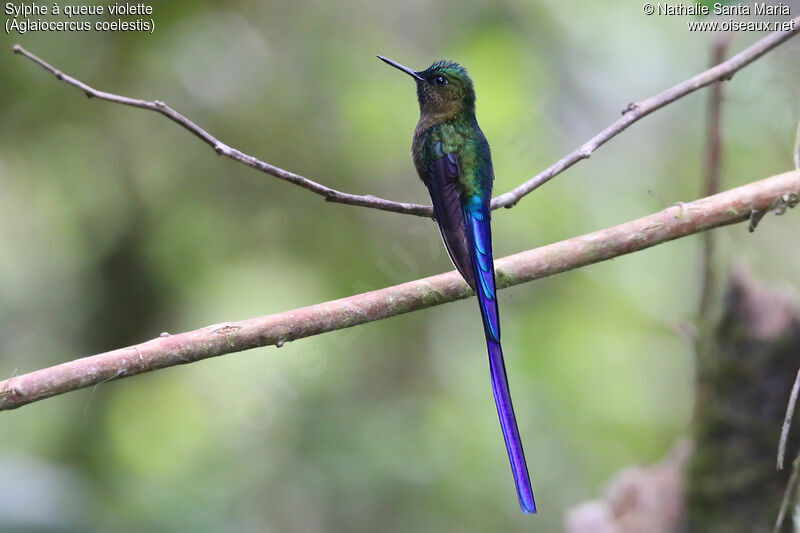 Violet-tailed Sylph male adult, identification